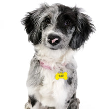 Load image into Gallery viewer, Can't Have Nice Things Dog Tag